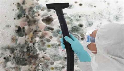 mold removal lytle creek  Serving my area
